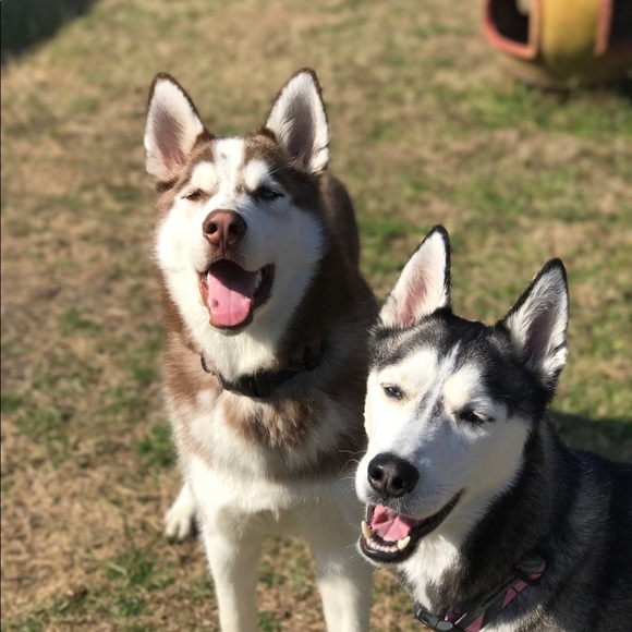 Meet your Posher, Veronica - Picture 4 of 4